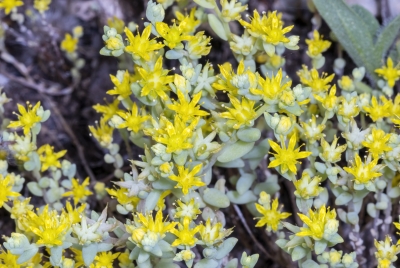 Yellow Stonecrop April 2025